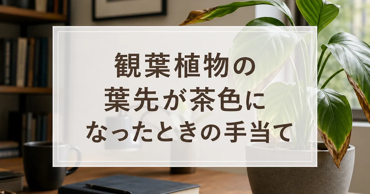 観葉植物の葉先が茶色になったときの手当て