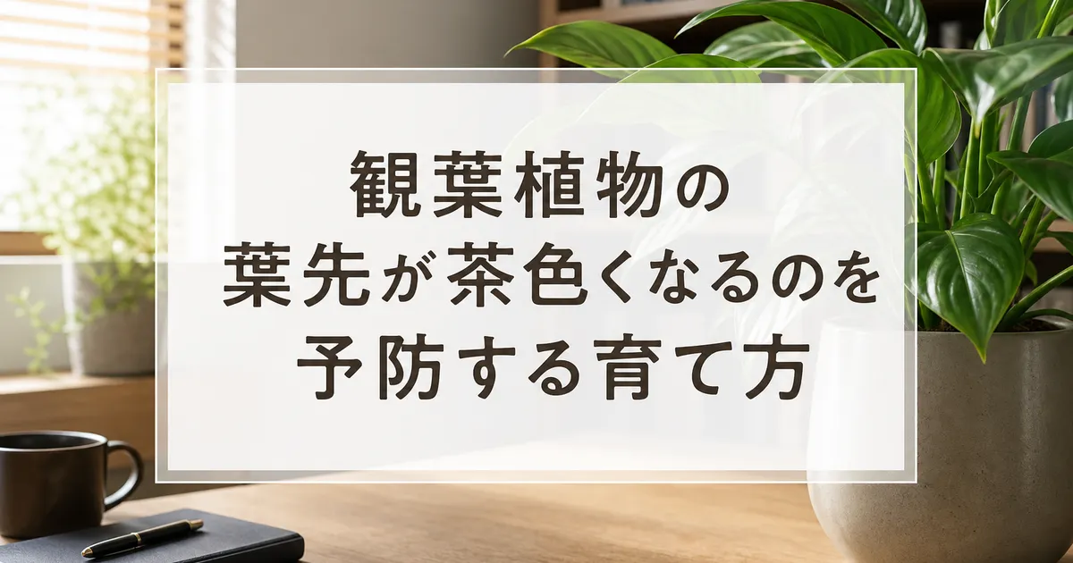 観葉植物の葉先が茶色くなるのを予防する育て方